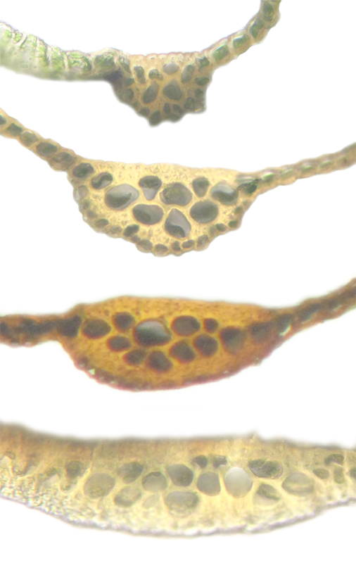 Dicranum majus var. majus